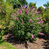 Arbre à papillons - Buddleja - Arbre aux papillons 'Pink Delight' - Buddleja davidii pink delight