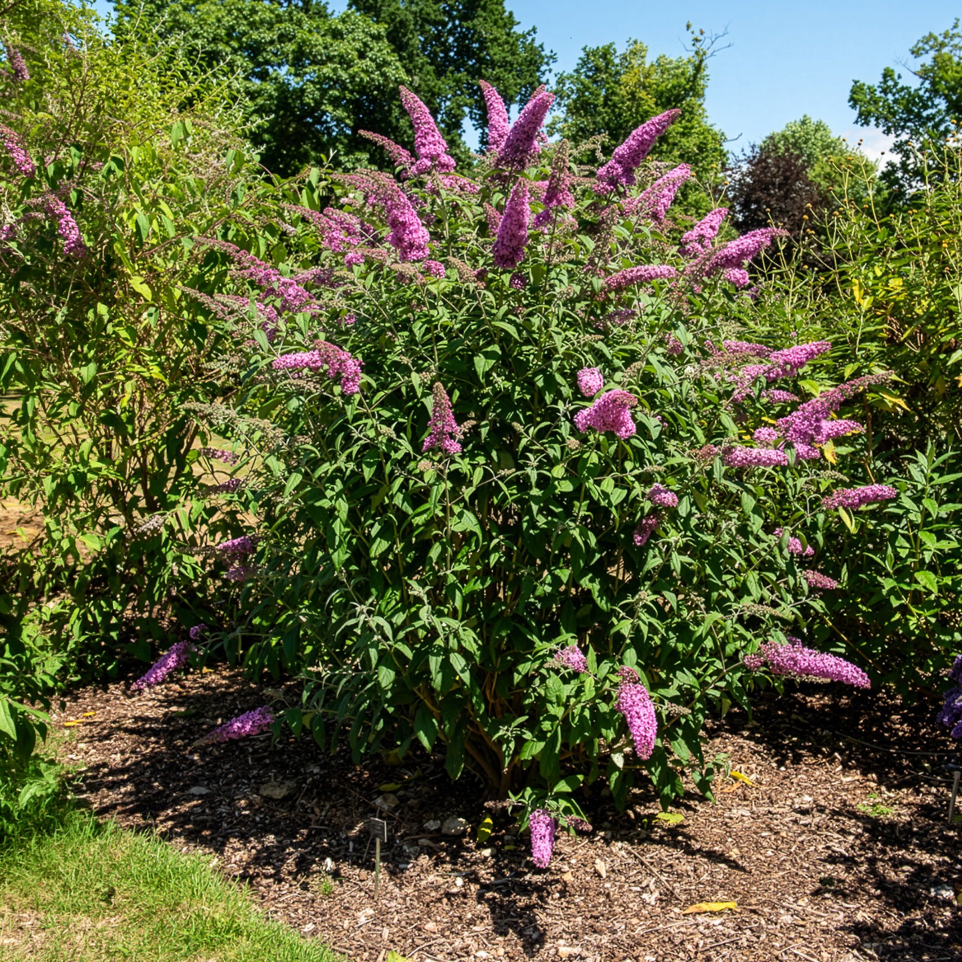 Arbre à papillons - Buddleja - Arbre aux papillons 'Pink Delight' - Buddleja davidii pink delight
