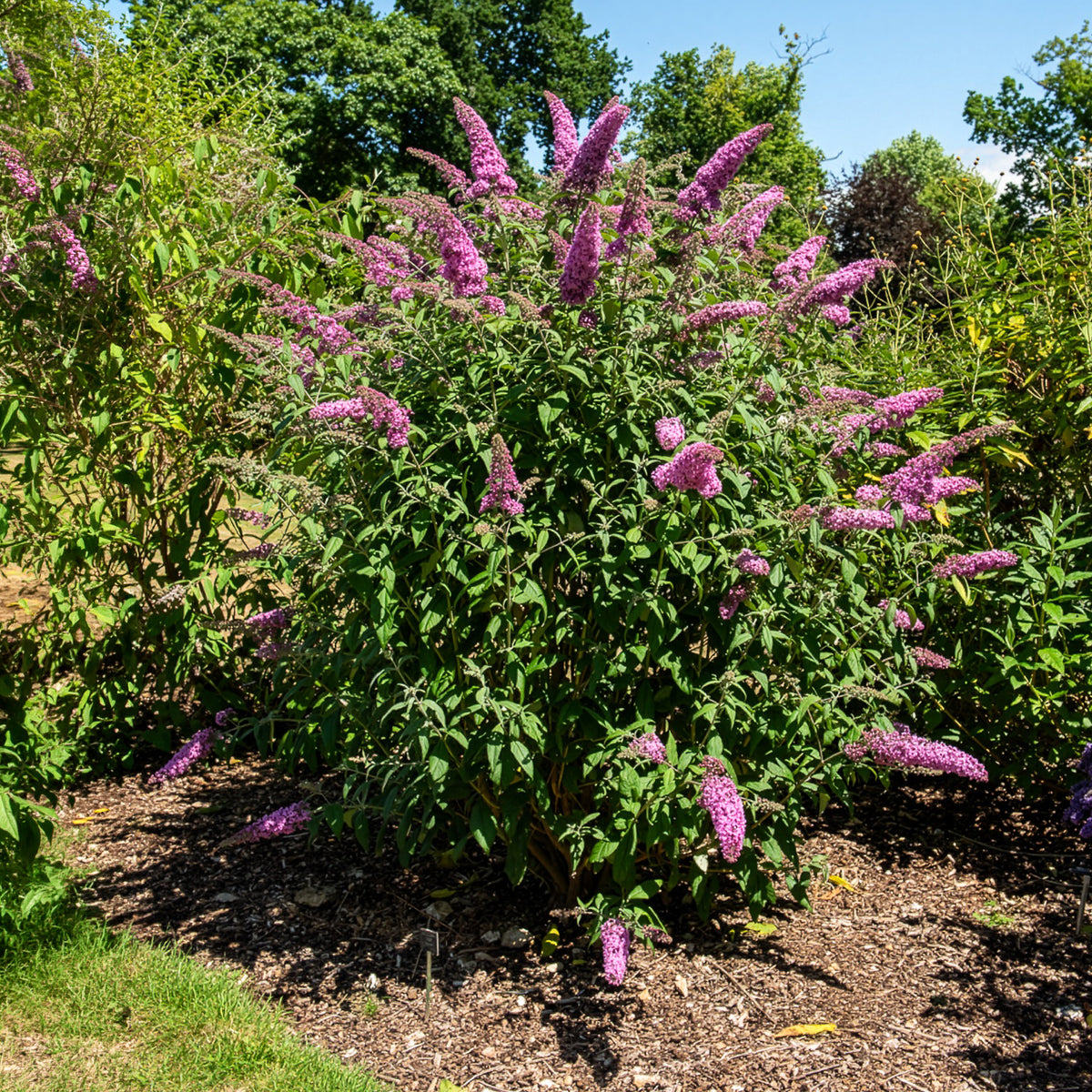 Arbre à papillons - Buddleja - Arbre aux papillons 'Pink Delight' - Buddleja davidii pink delight