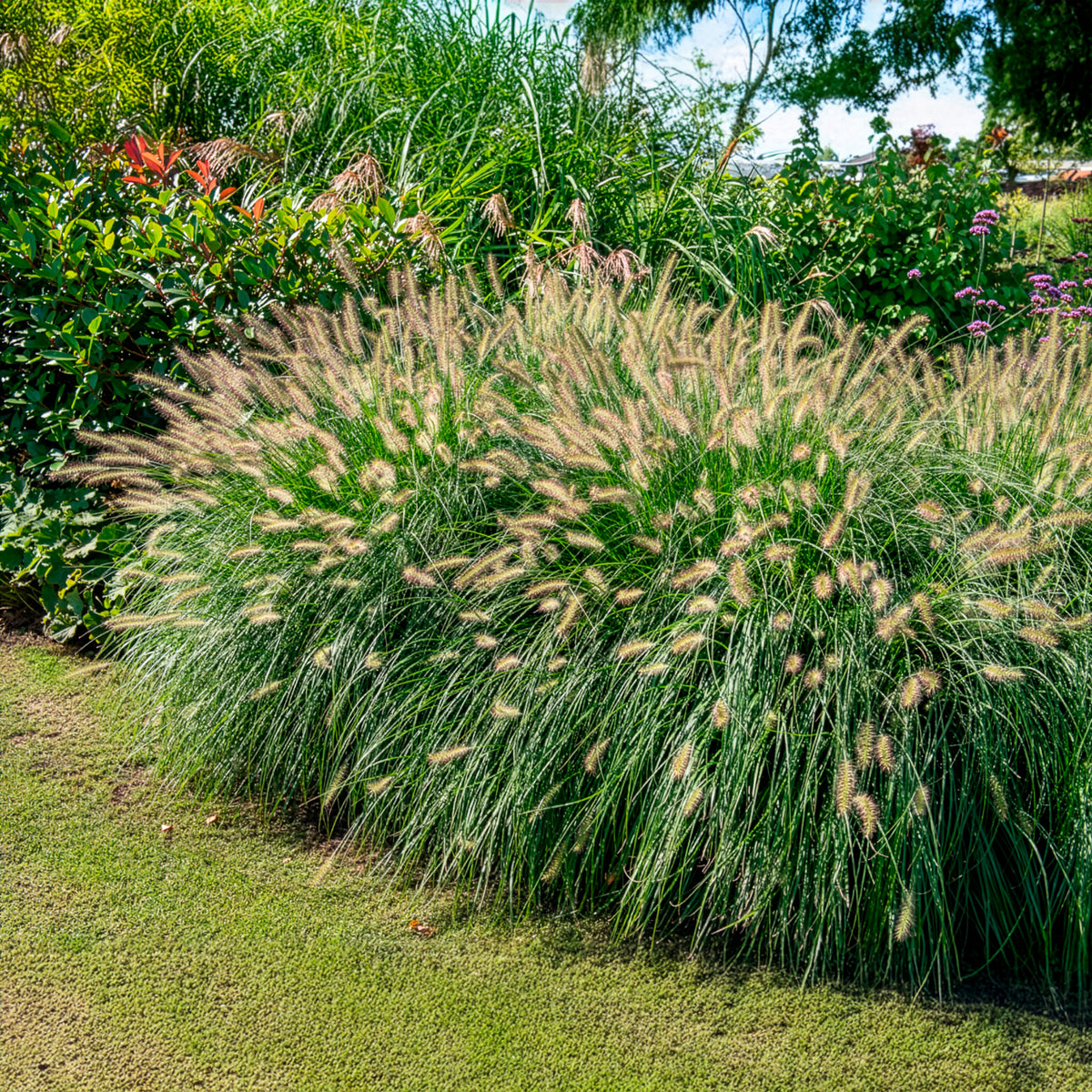 Herbe aux écouvillons 'Hameln' - Pennisetum alopecuroides - Le Jardin du Pic Vert Herbe aux écouvillons 'Hameln' - Pennisetum alopecuroides - Le Jardin du Pic Vert