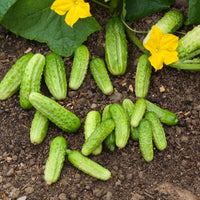 Cucumis sativus vert petit de paris - Cornichon Vert Petit de Paris - Graines de cornichons