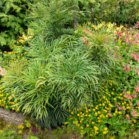 Vente Mahonia 'Soft Caress'