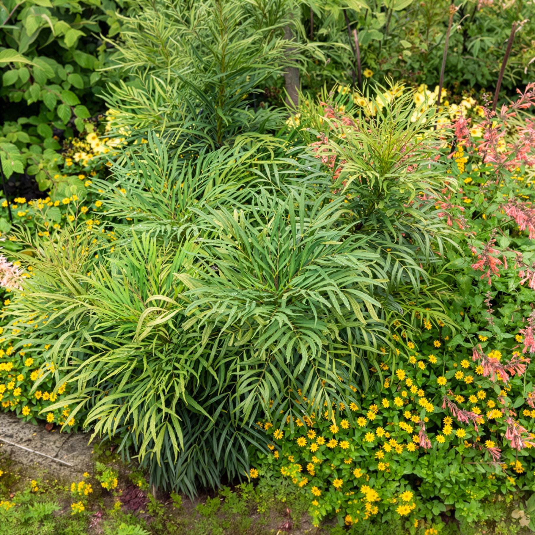 Vente Mahonia 'Soft Caress'