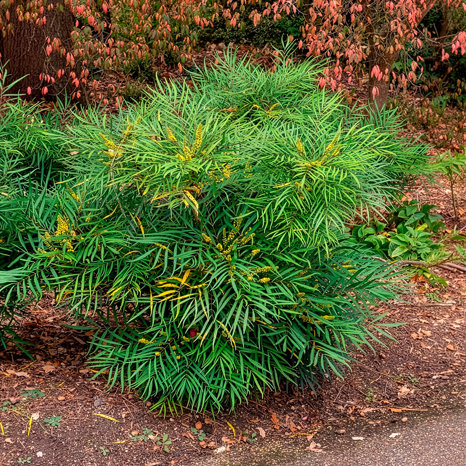 Vente Mahonia 'Soft Caress' - Mahonia eurybracteata Soft Caress