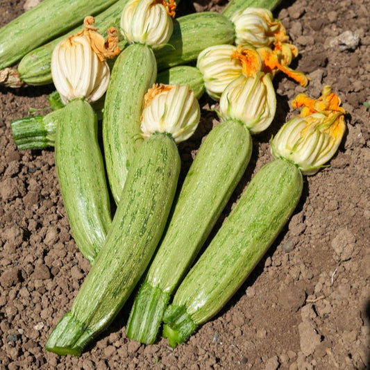 Courgette Profusion  - Grisette de Provence - Bakker