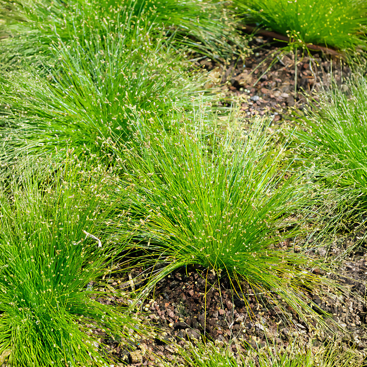 Toutes les plantes de bassin - Scirpe infléchi Herbe fibre optique - Isolepis cernua