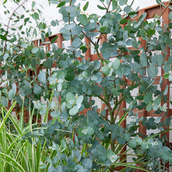 Vente Eucalyptus gunnii - Eucalyptus gunnii