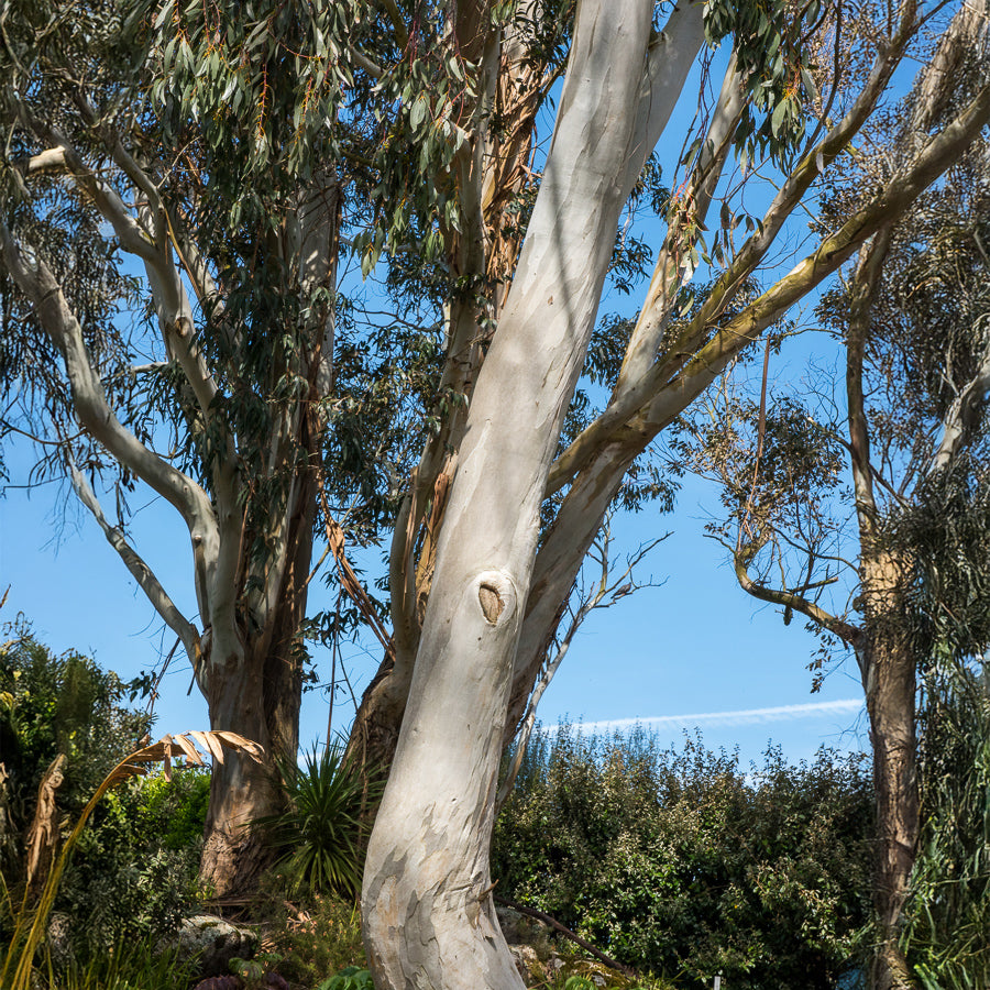 Vente Eucalyptus gunnii