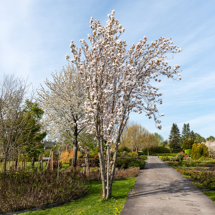 Cerisier du Japon 'Amanogawa' - Prunus serrulata amanogawa - Bakker