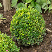 Buis commun - Buxus sempervirens - Bakker