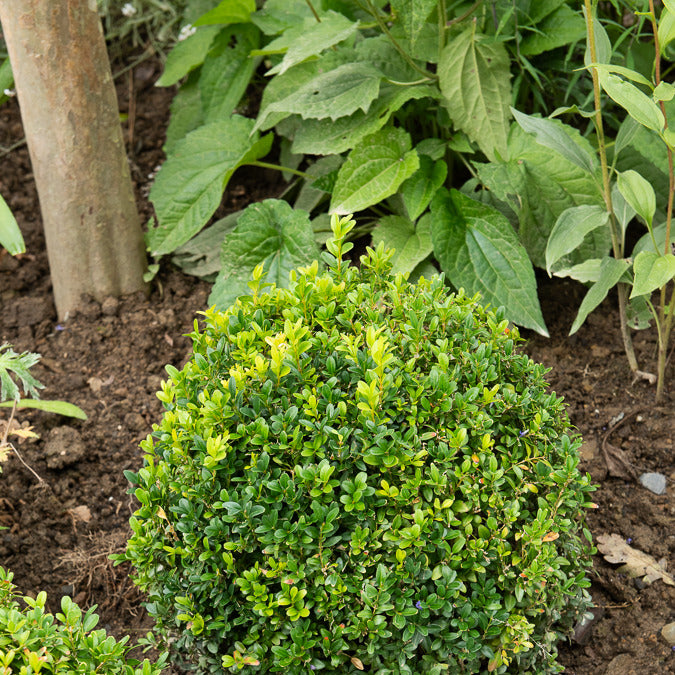 Buxus sempervirens - Buis boule - Buis