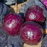 Bakker - Chou rouge Tête noire 3 - Brassica oleracea capitata tête noire 3 - Potager