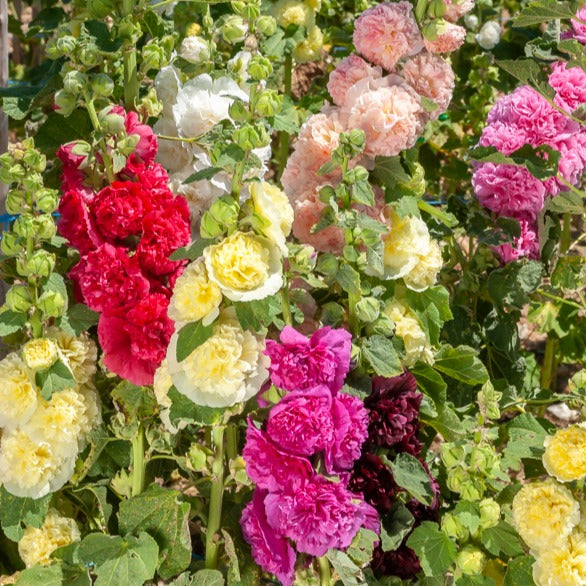 5 Roses trémières doubles en mélange - Bakker