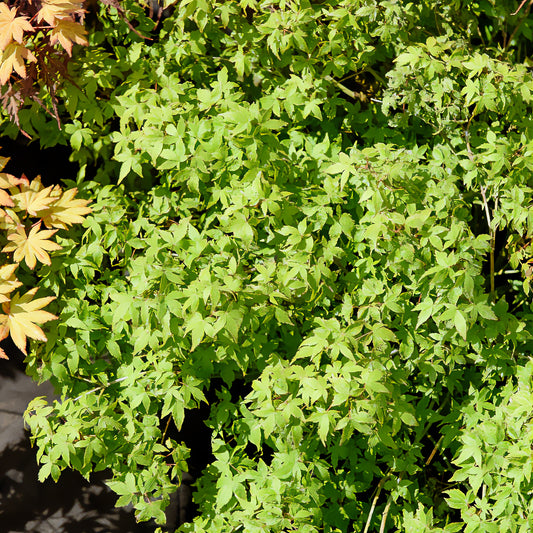 Érable du Japon 'Little Princess' - Bakker