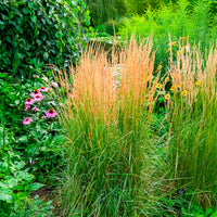Graminées - Calamagrostide panachée 'Overdam' - Calamagrostis acutiflora overdam