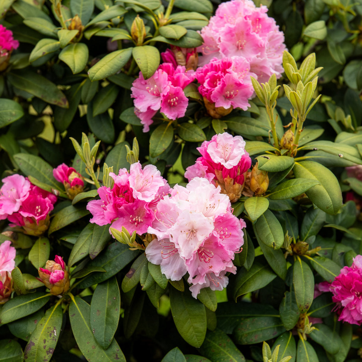 Rhododendron yakushimanum Doc - Rhododendron yak 'Doc' - Rhododendron