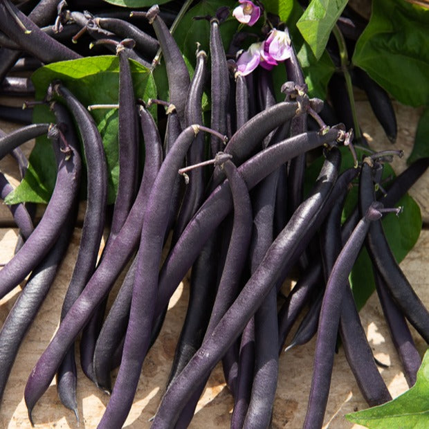 Bakker - Haricot mangetout Purple Queen - Phaseolus vulgaris purple queen - Graines