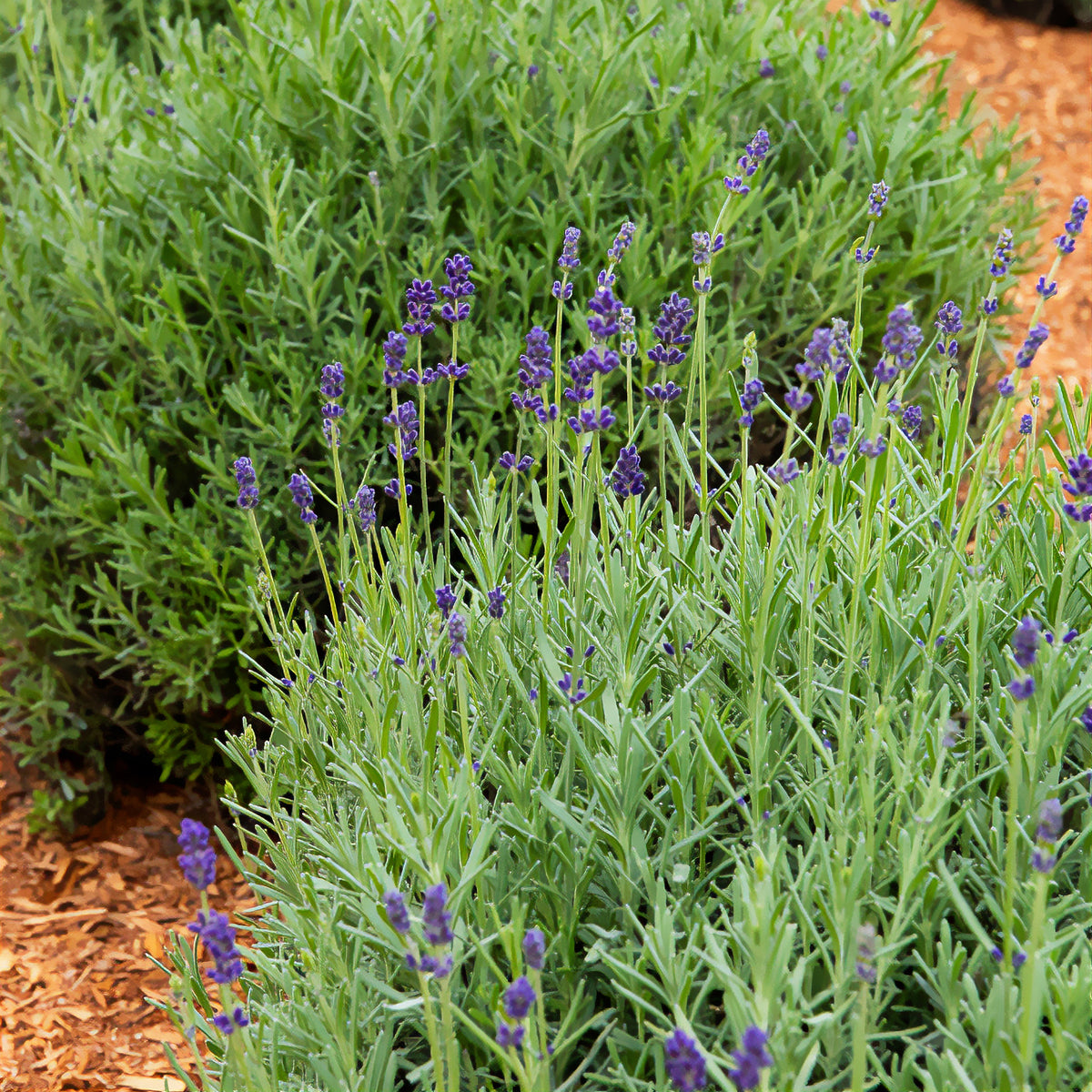 Lavandula angustifolia ardeche - 3 Lavandes Ardeche - Lavande