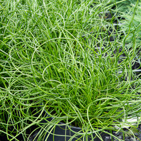 Toutes les plantes de bassin - Jonc épars Spiralis - Juncus effusus spiralis