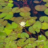 Vente Nénuphar 'Marliacea Chromatella' - Nymphaea marliacea Chromatella