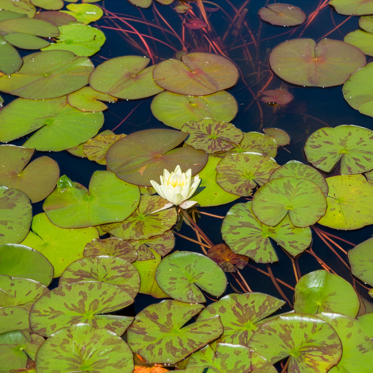 Vente Nénuphar 'Marliacea Chromatella' - Nymphaea marliacea Chromatella