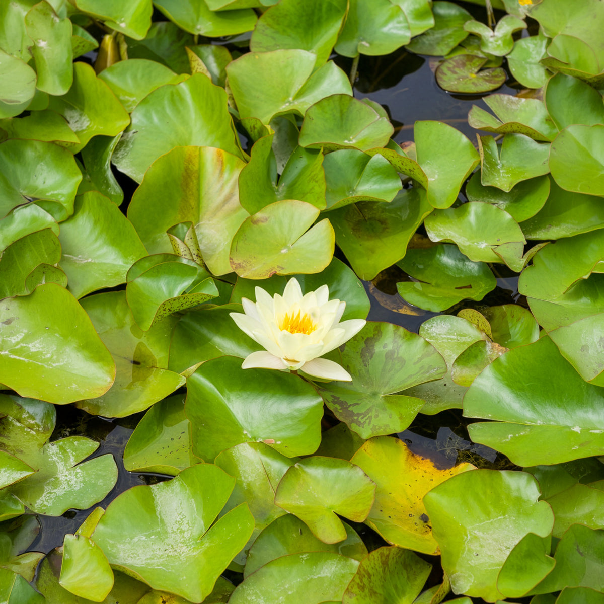 Nénuphar 'Marliacea Chromatella' - Nymphaea marliacea Chromatella - Bakker