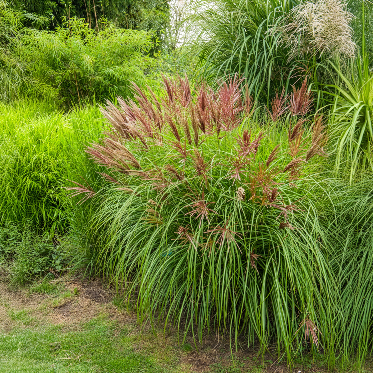 Eulaliee Red Chief - Miscanthus sinensis Red Chief - Bakker