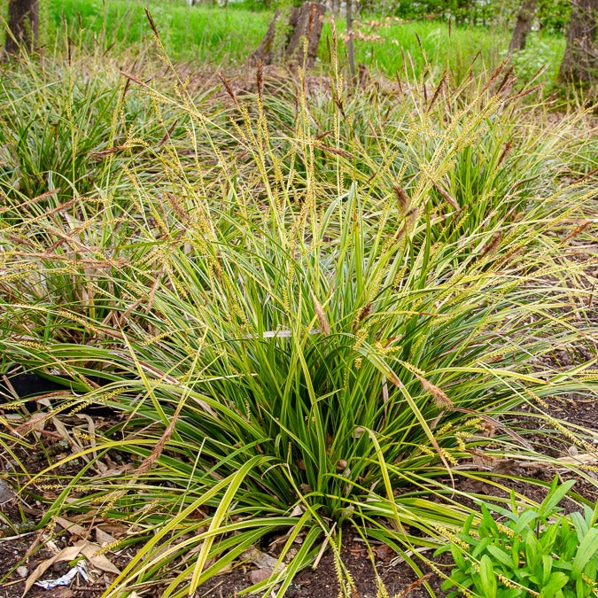 Carex - Laîche du Japon panachée - Carex morrowii variegata