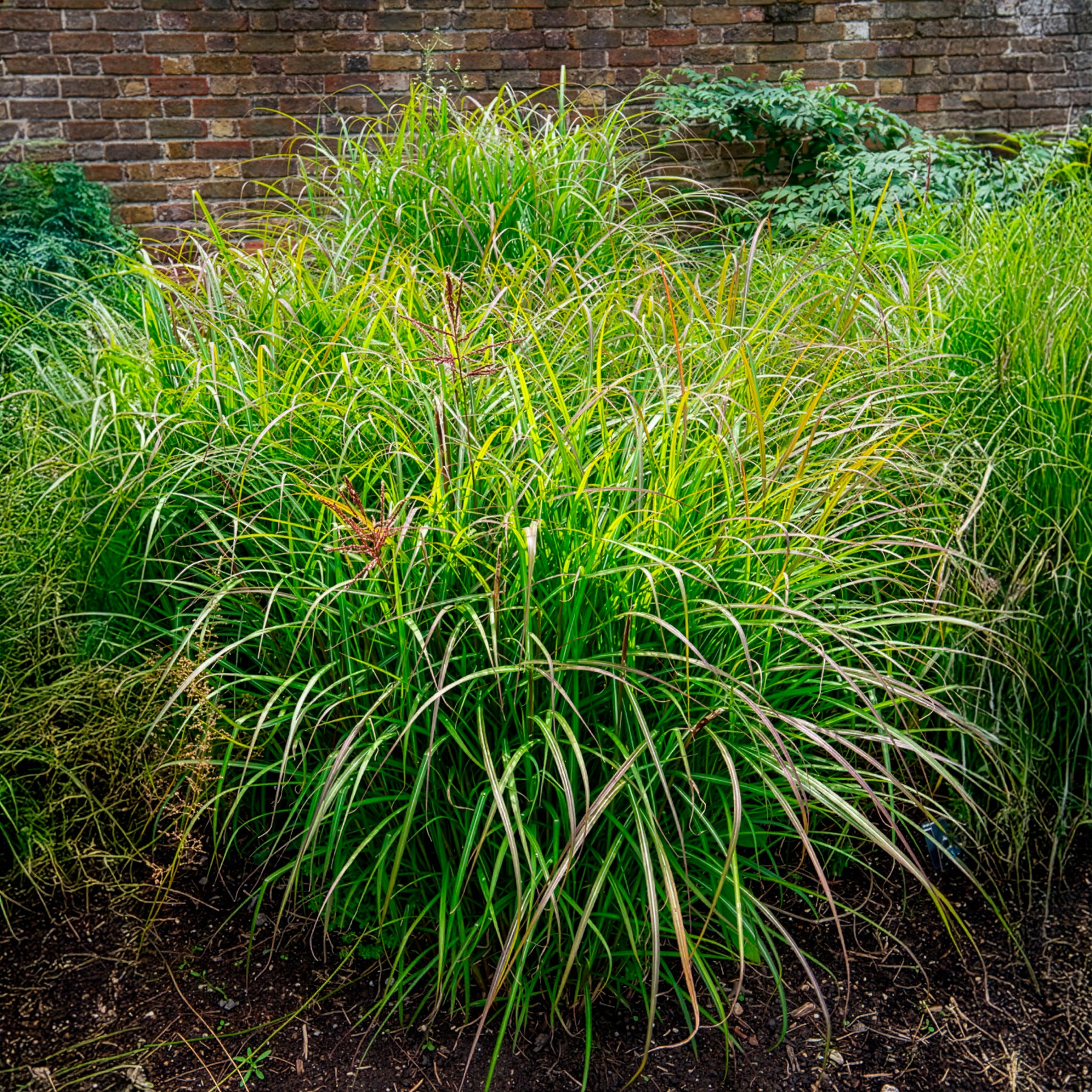 Roseau de Chine 'Ferner Osten' - Miscanthus sinensis Ferner Osten - Bakker