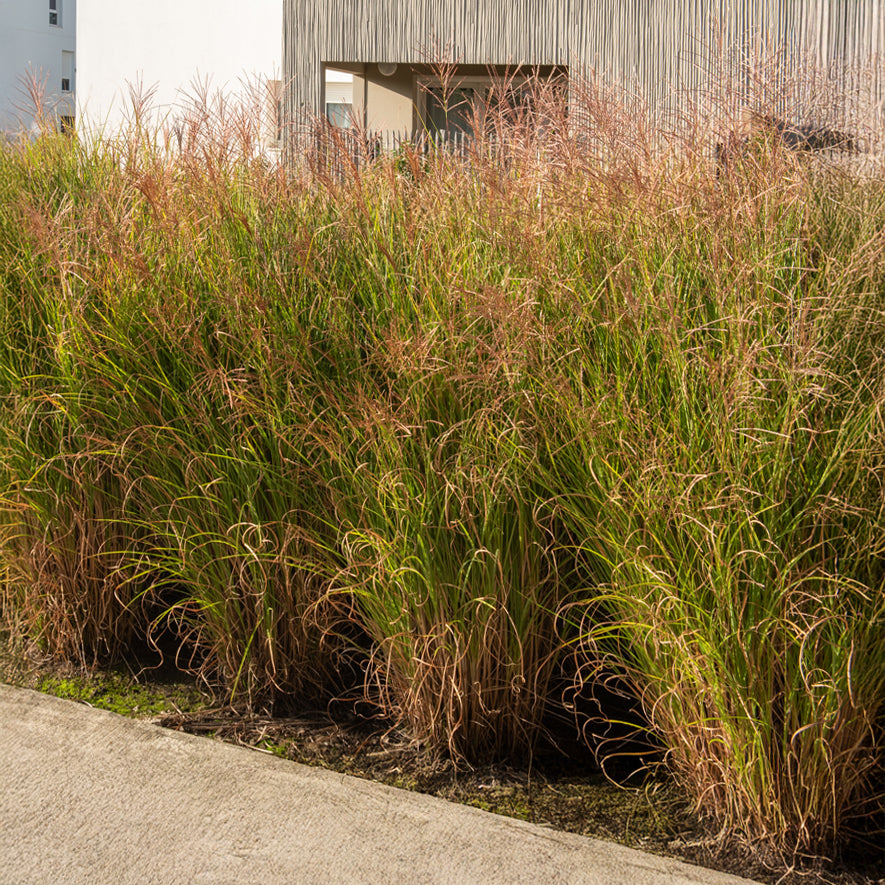 Vente Roseau de Chine 'Gracillimus' - Eulalie - Miscanthus