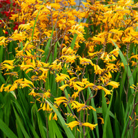 20 Crocosmia Sunglow - Crocosmia  'sunglow' - Bakker