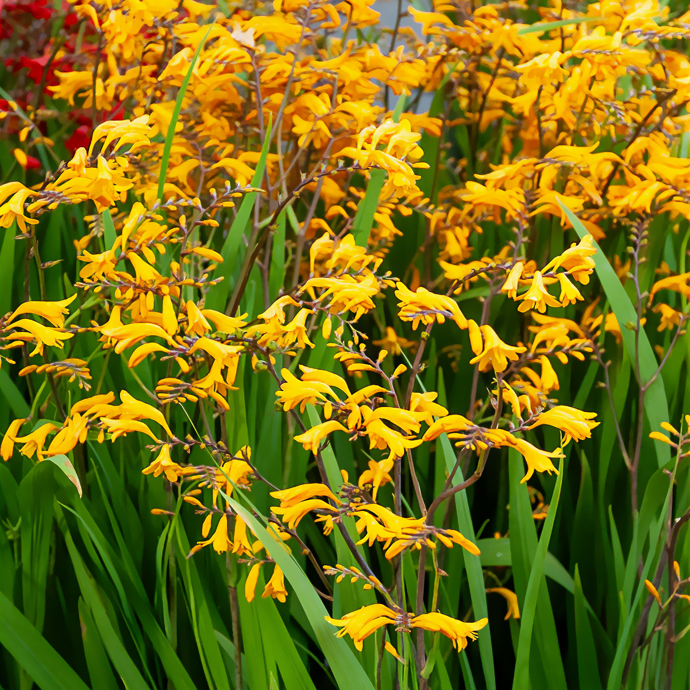 20 Crocosmia Sunglow - Crocosmia  'sunglow' - Bakker