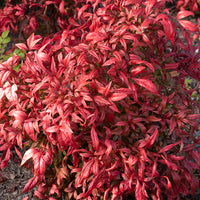 Nandina domestica Fire Power - Bambou sacré 'Fire Power' - Arbustes fleuris
