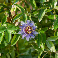 Passiflore 'Purple rain' - Passiflora purple rain - Bakker