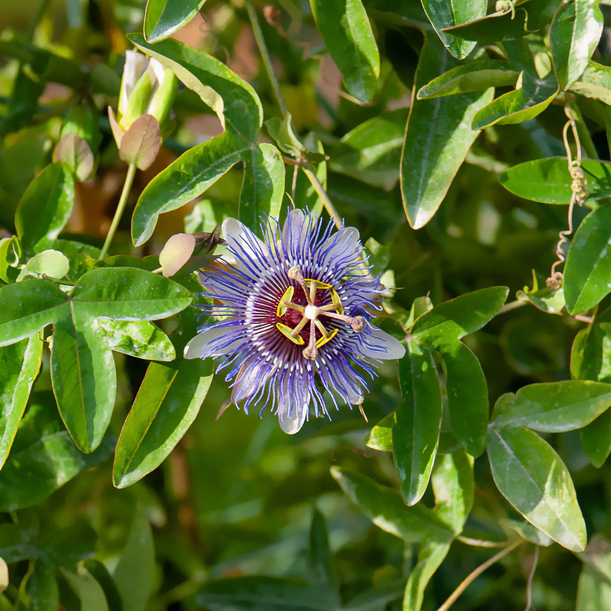 Passiflore 'Purple rain' - Passiflora purple rain - Bakker