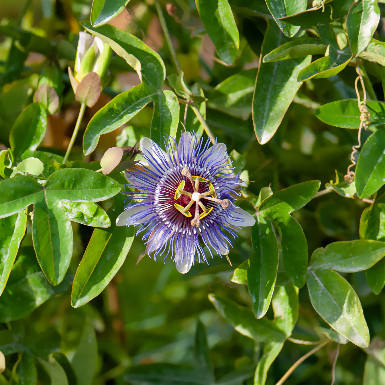 Passiflore 'Purple rain' - Passiflora purple rain - Bakker