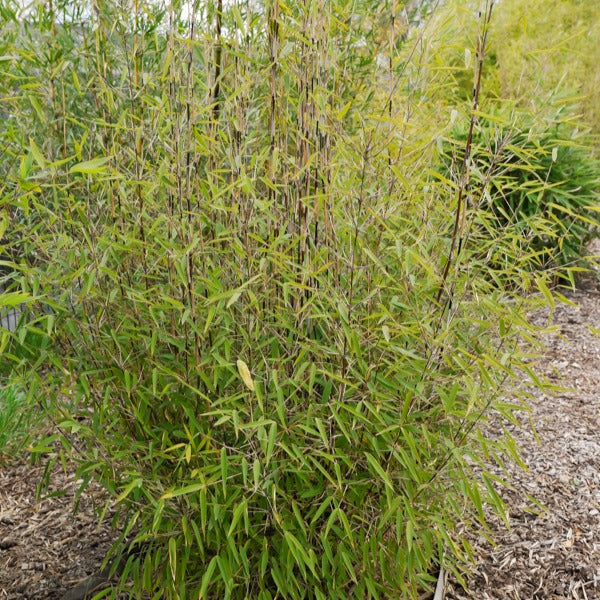 Bambou 'Volcano' non-traçant - Fargesia nitida 'volcano' - Bakker