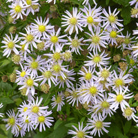 Aster ageratoides Asran - 3 Astères nains d'Automne Asran - Aster