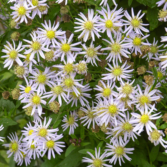 Aster ageratoides Asran - Astère nain d'Automne Asran - Aster