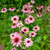 Echinacea - Échinacée - Echinacée pourpre - Echinacea purpurea