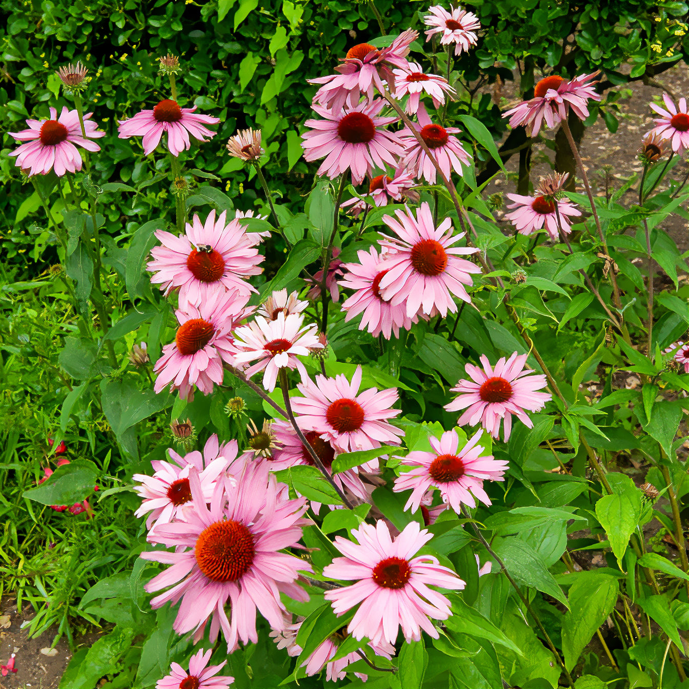 Echinacea - Échinacée - Echinacée pourpre - Echinacea purpurea