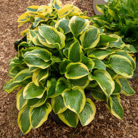 Hosta 'Queen Josephine' - Hosta Queen Josephine - Bakker