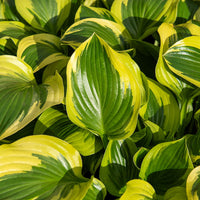 Hosta Queen Josephine - Hosta 'Queen Josephine' - Hosta