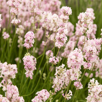 Lavande 'Rosea' - Lavandula angustifolia rosea - Bakker