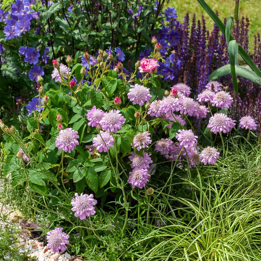 Scabieuse - Scabieuse colombaire 'Pink Mist' - Scabiosa columbaria Pink Mist