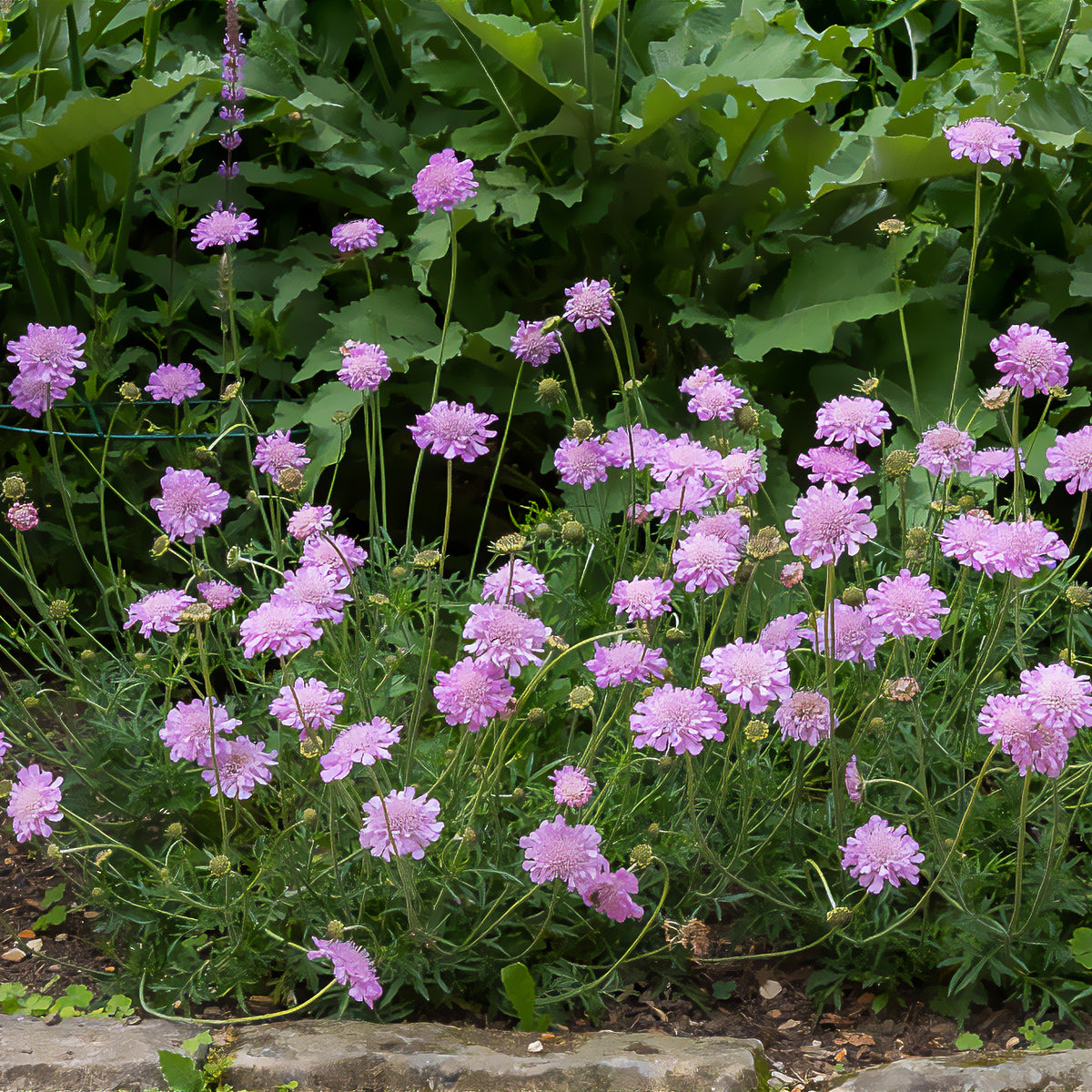 Scabiosa columbaria Pink Mist - Scabieuse colombaire 'Pink Mist' - Scabieuse