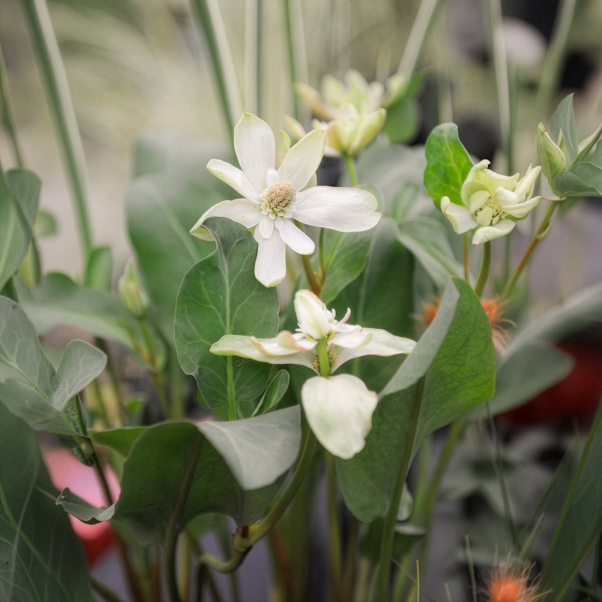 Anémopsis de Californie - Toutes les plantes de bassin - Bakker
