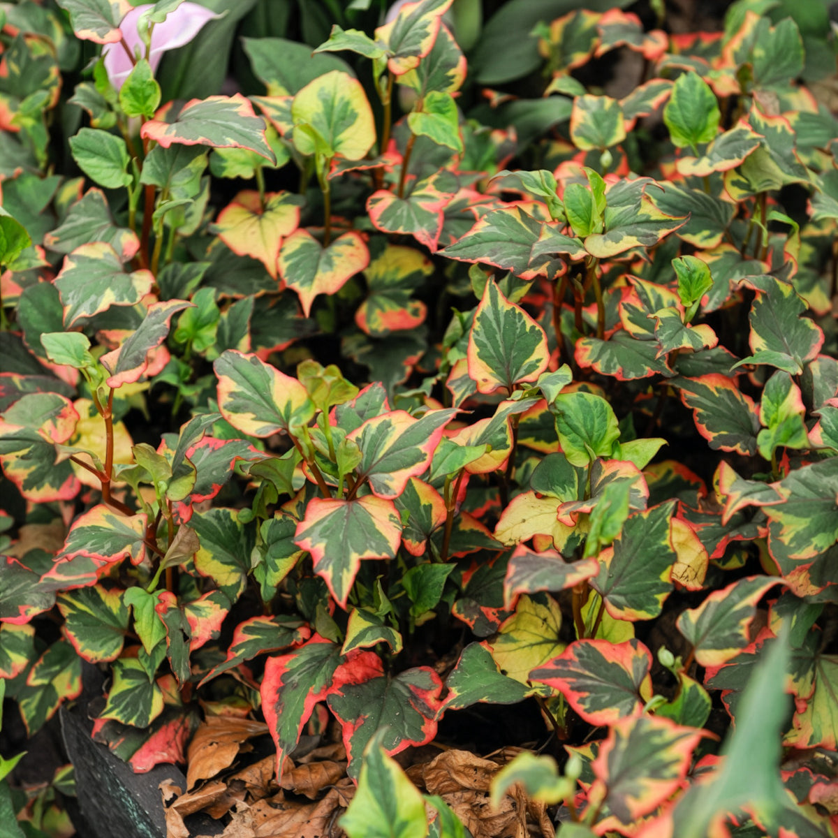 Houttuynia cordata 'Chameleon' - Toutes les plantes de bassin - Bakker