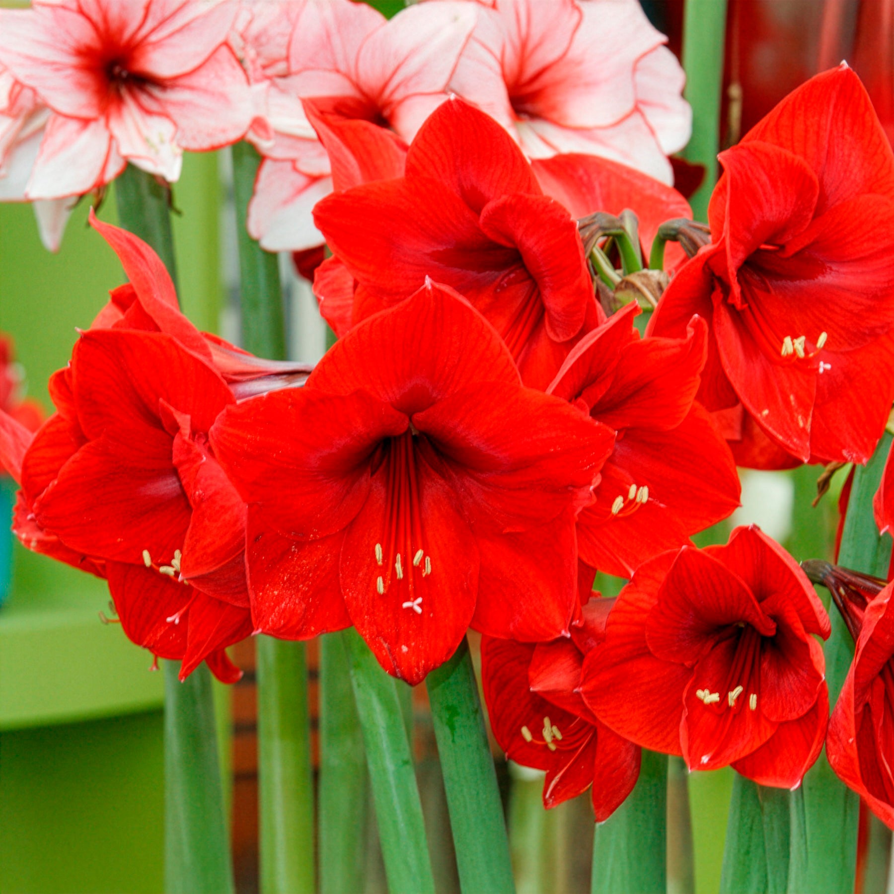 Bulbes d'Amaryllis - Amaryllis 'Red Lion' - Amaryllis red lion