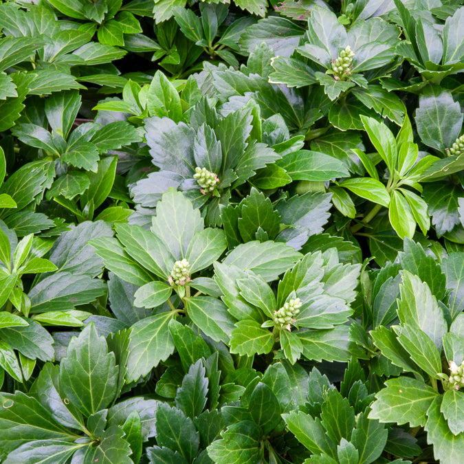 Pachysandre Green Carpet - Bakker